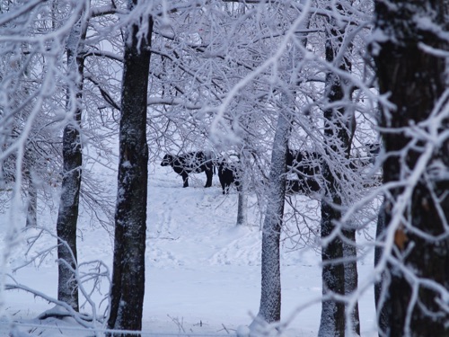 Cows In The Snow
